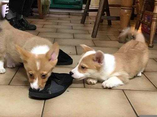 2 Gorgeous Corgi (pembroke) Boy Pups For Sale