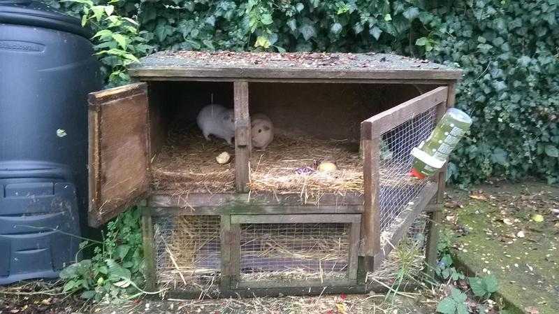 2 guinea pigs  hutchbottle and food