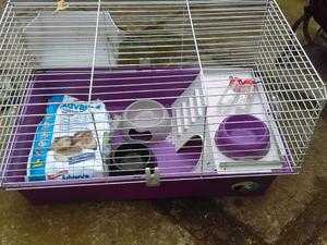 2 handsome Guineau chaps plus cage for sale