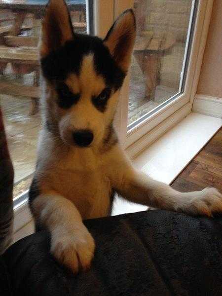 2 Husky Puppies Ready for new Home