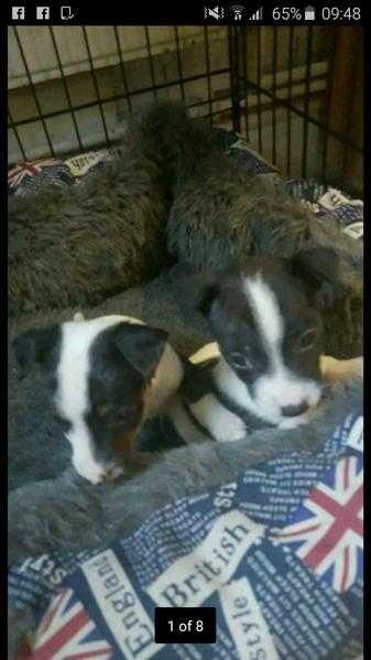 2 jack russell puppys