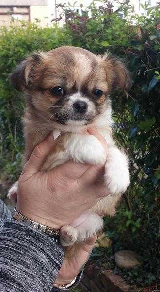 2 Kc registered long coat chihuahua puppies