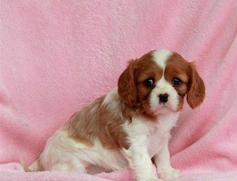 2 King Charles Spaniels for sale