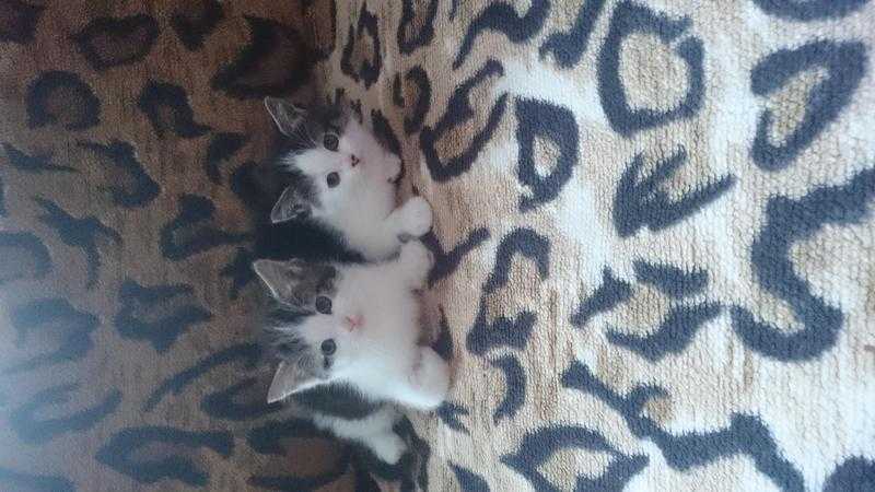 2 kittens