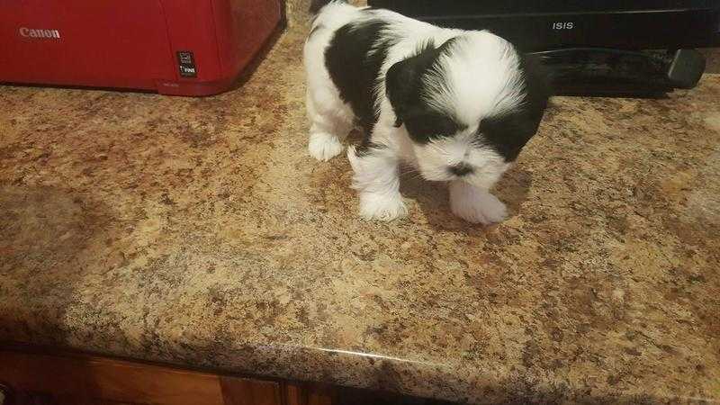 2 lovely chuncky lhasa apso pups kc registered,microchiped, vacinated,1 girl.1 boy