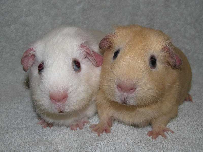 2 Male Baby Guinea Pigs