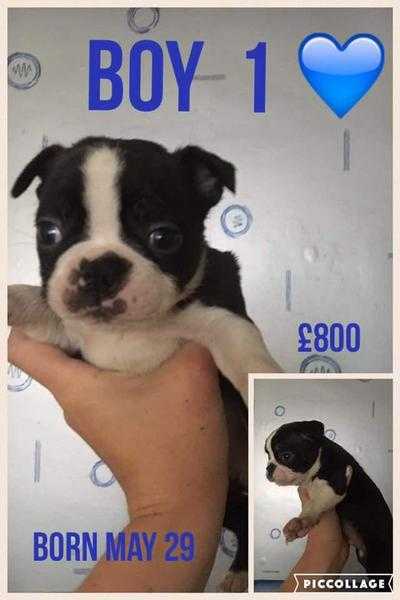 2 male Boston Terrier pups