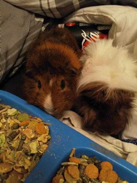 2 Male Guinea Pigs