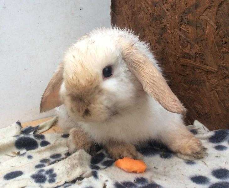 2 mini lop bucks 15 weeks