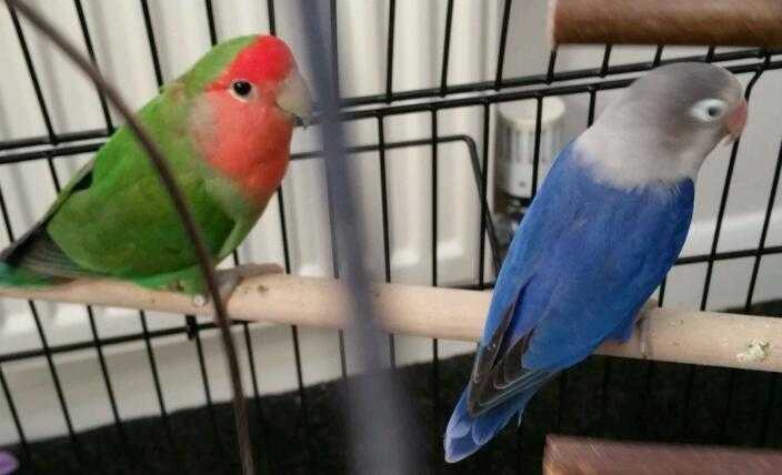 2 pair of love birds beautiful colours For Sale