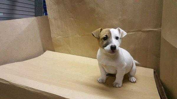 2 Pedigree males Jack Russell Puppies