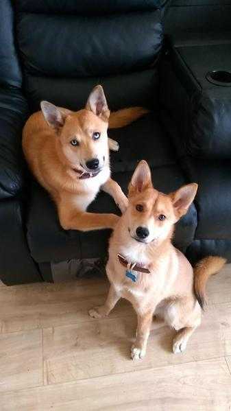 2 pomsky 6month old pups 1 male 1 female different parents