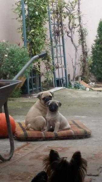 2 pug puppies for sale as a pair Bradford
