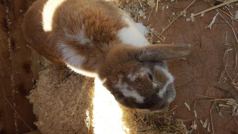 2 rabbits free to a home