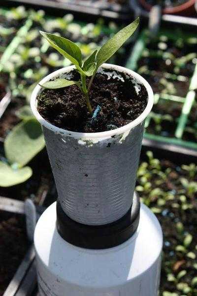 2 Red sweet bell peppers Plants, Grown from commercial seed 1