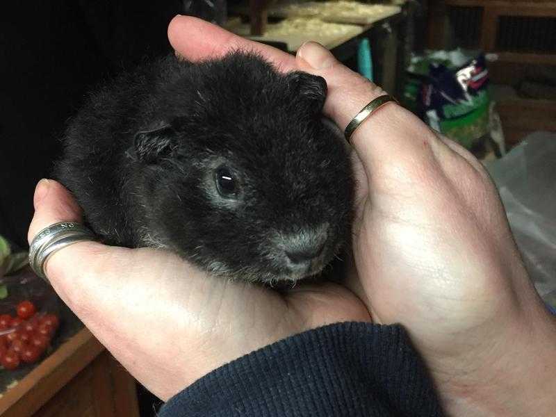 2 Rex guinea pigs