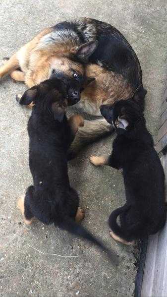 2 SMOOTH COATED GERMAN SHEPHERD PUPPIES