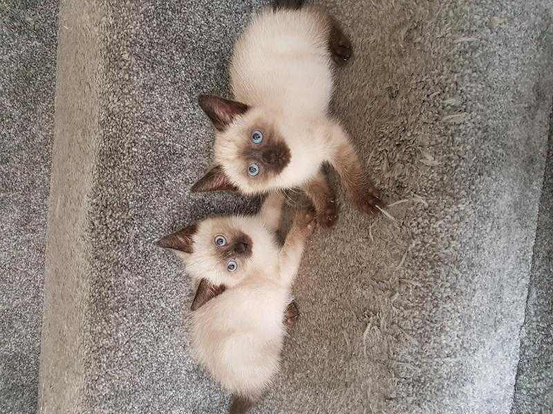 2 STUNNING MALE RAGDOLL KITTENS DIFFERENT PRICES READ AD