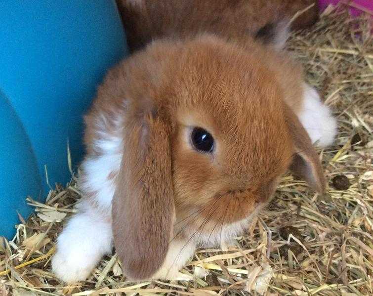 2 stunning red mini lop buck rabbits