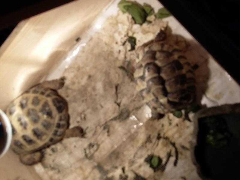 2 tortoises for sale