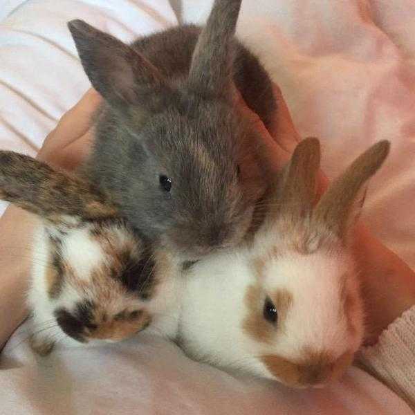 2 x Baby Rabbit Kits