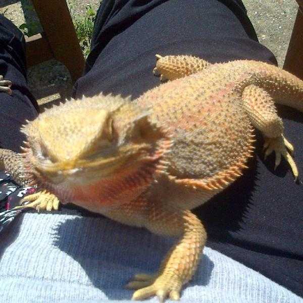 2 x female citrus bearded dragons with complete set up