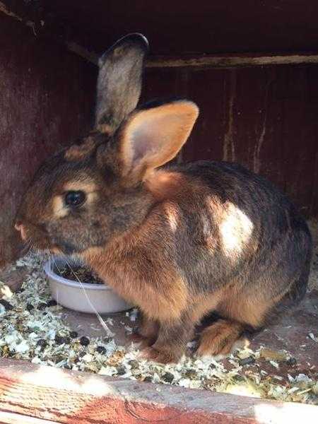 2 x Lovely rare breed rabbits for sale