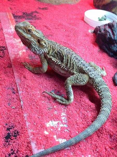 2 year bearded dragon