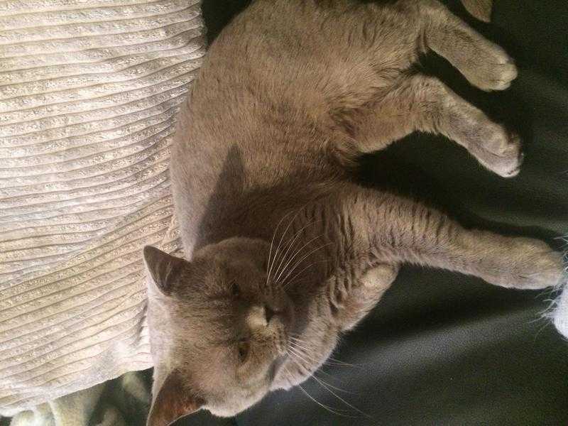 2 year old British shorthair for sale