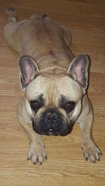 2 Year Old Kc Fawn French Bulldog Bitch For Sale