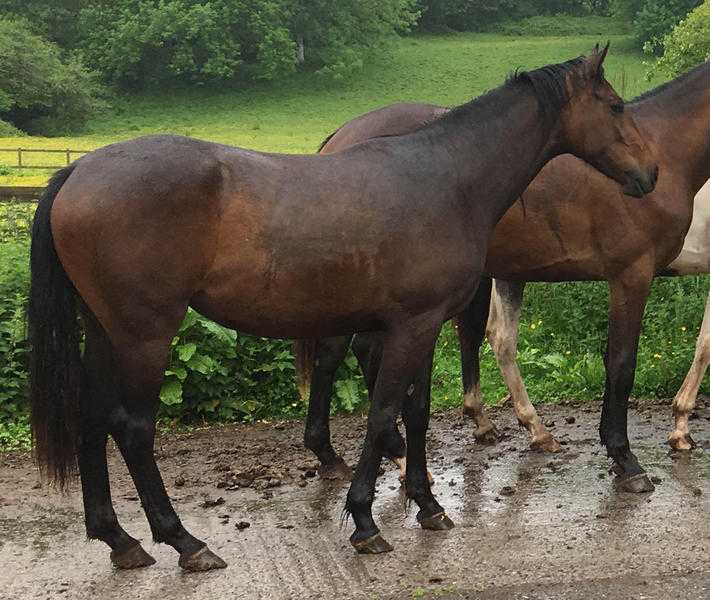 2 yo filly to make 16hh by DON PERRY (Int Dressage stallion)