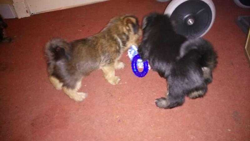 2 Yorkshire Terrier x Lhasa Apso Pups