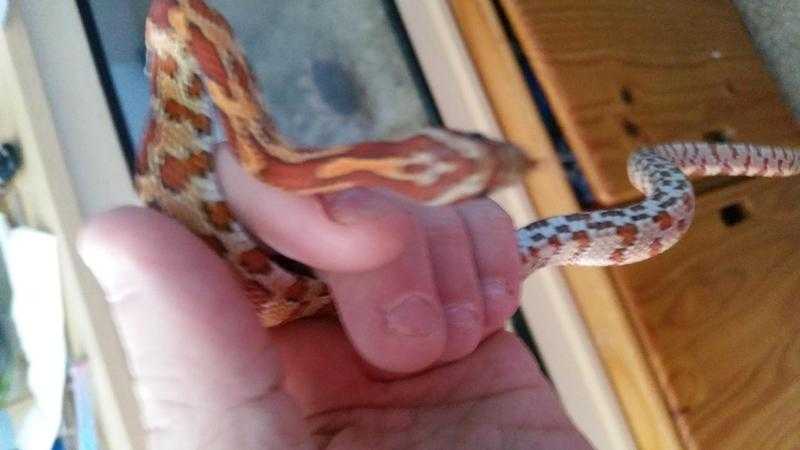 2 young corn snakes