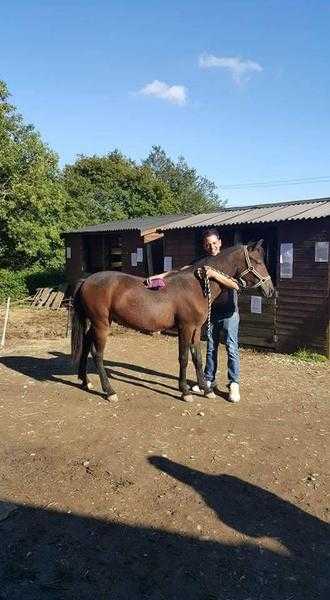 2 yr old trotter x tb