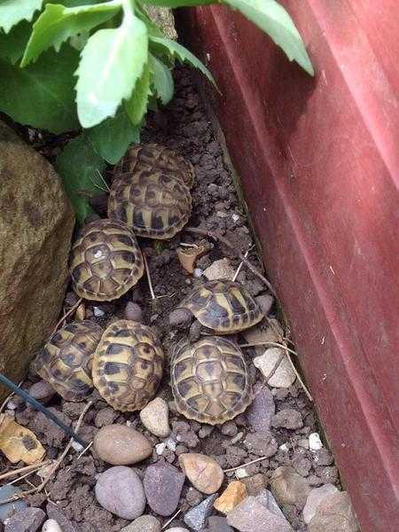 2015 hermanni boettgeri (hermanns) tortoises