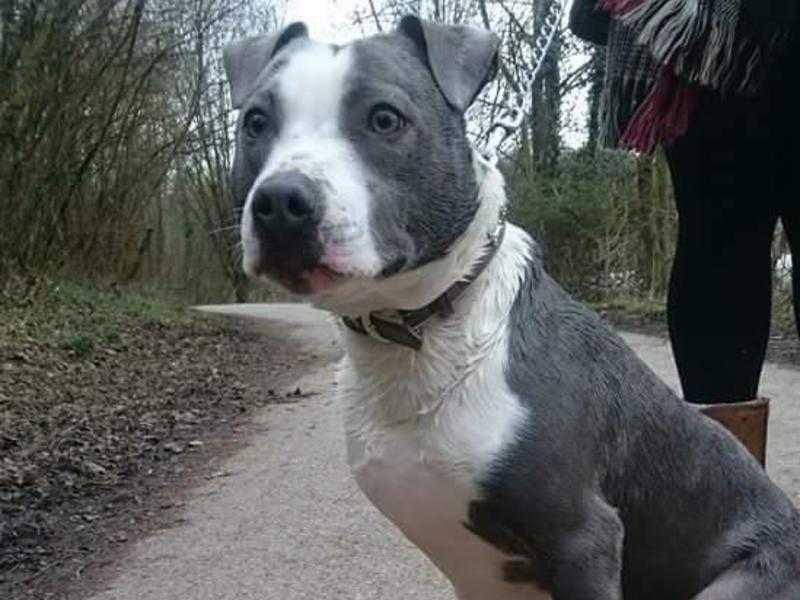 22 month old blue and white Staffordshire Bull Terrier