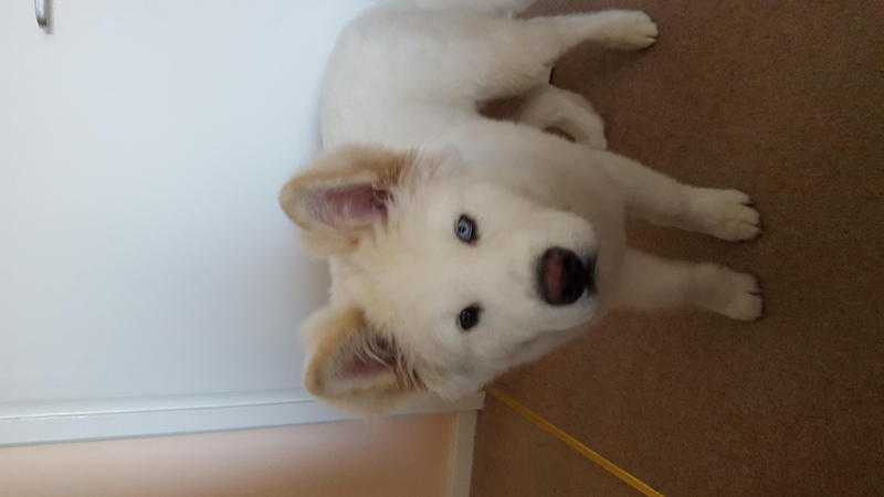 23 week old white Akita pup
