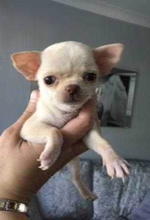 2.5 Months Old Petite Little Girl Puppy L  S Coat Babies X