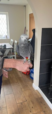 African Grey Parrot 