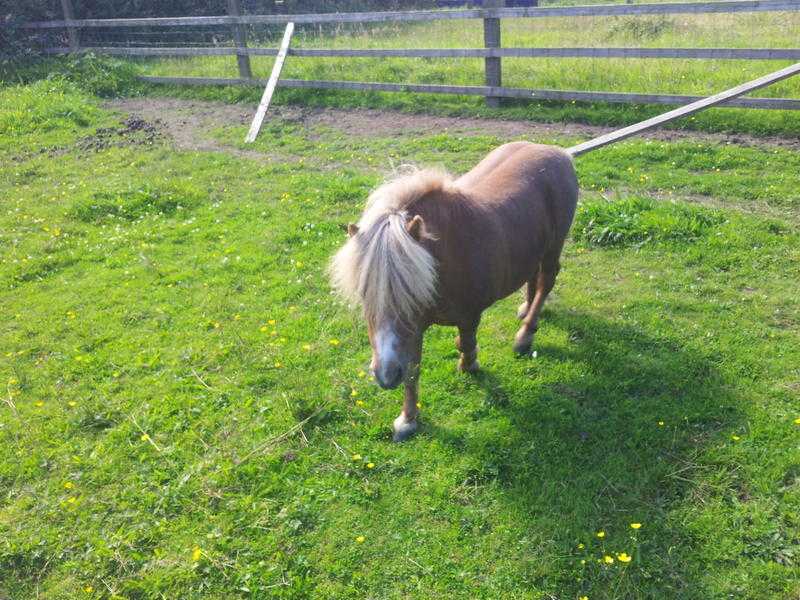 28 inch American Miniature Palomino Stallion Reduced Today