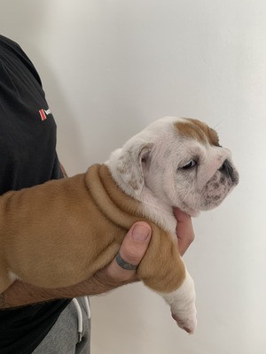 Beautiful Female English Bulldog 