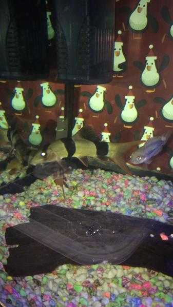 2clown loaches