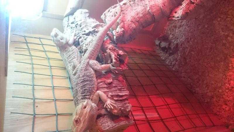 2x bearded dragons