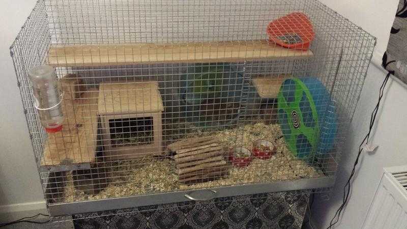 2x degu for sale with cage