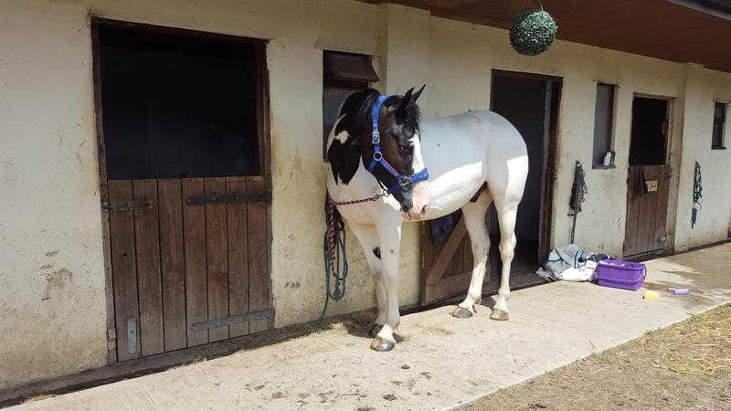 2x horses For part or full loan to stay at current yard