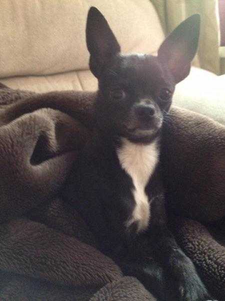 2yr old male chihuahua