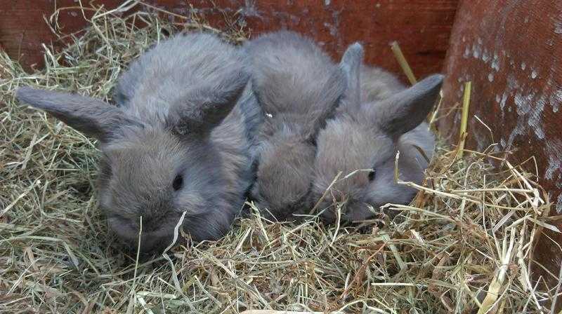 3 amazing bunnies