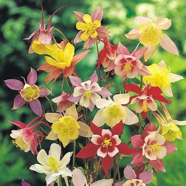 3 AQUILEGIA PERENNIAL PLANTS FOR 6.00 OR 6 FOR 11.00 (INCLUDING POSTAGE AND PACKING)