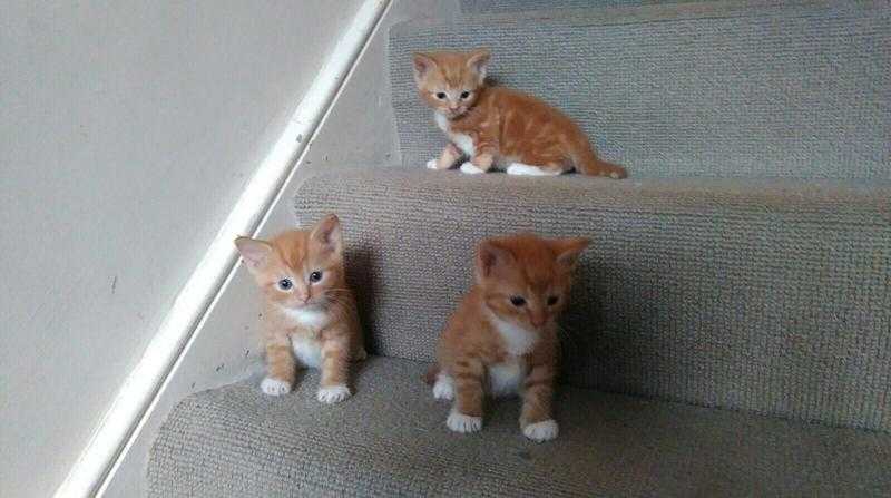 3 beautiful ginger kittens are looking for new loving home