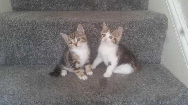 3 beautiful girl tabby kittens